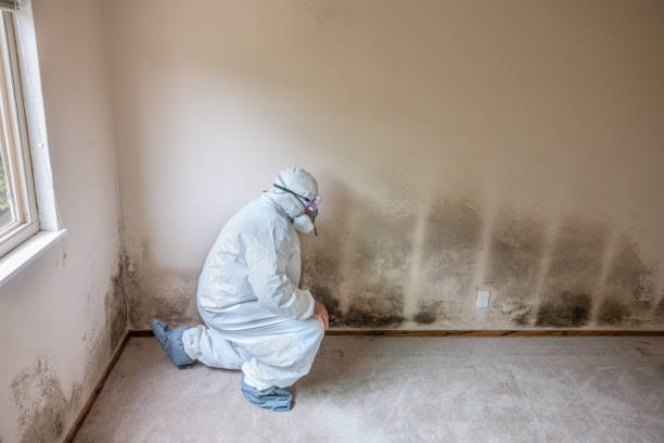 Certified Mold Removal in Old River Winfree, TX