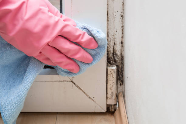 Best Residential Mold Removal  in Old River Winfree, TX