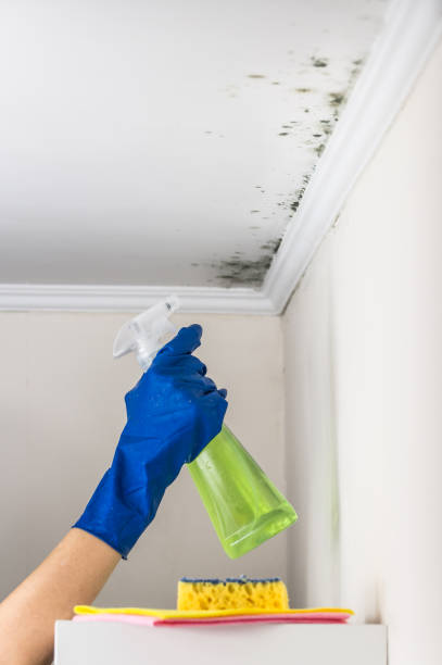 Best Professional Mold Removal  in Old River Winfree, TX