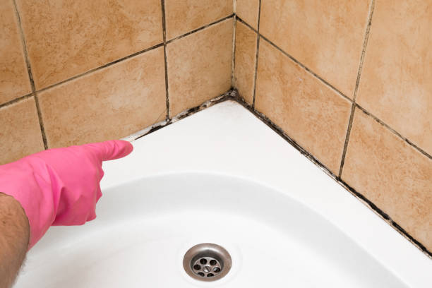 Best Commercial Mold Removal  in Old River Winfree, TX
